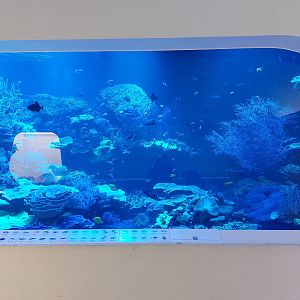 Main coral reef tank