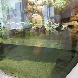 Freshwater crocodile exhibit