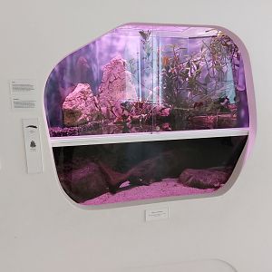 Axolotl tank