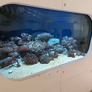 Common octopus tank