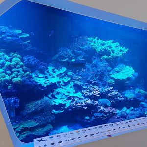 Main coral reef tank