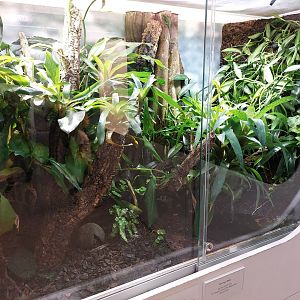 Poison dart frog exhibit