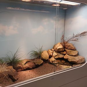 Giant girdled lizard exhibit