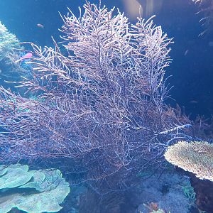 Huge gorgonian coral