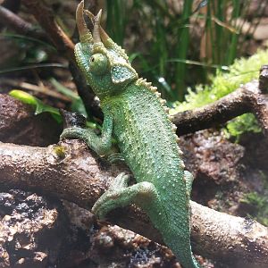 Jackson's three-horned chameleon