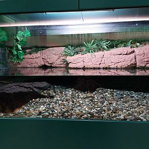 Chinese giant salamander tank