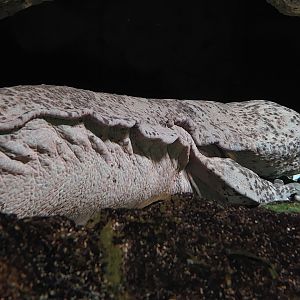 Chinese giant salamander