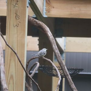 Bird House - Northern Mockingbird