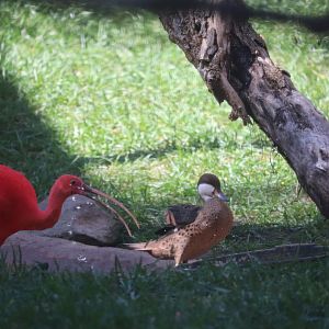 Bird House - Scarlet Ibis - White-Cheeked Pintail