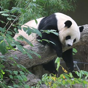 Asia Trail - Giant Panda - Mei Xiang