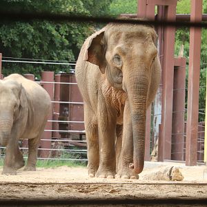Elephant Trails - Asian Elephant - Trong Nhi - Nhi Linh