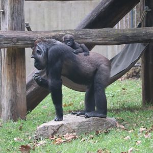 Great Ape House - Western Lowland Gorilla - Calaya - Zahra
