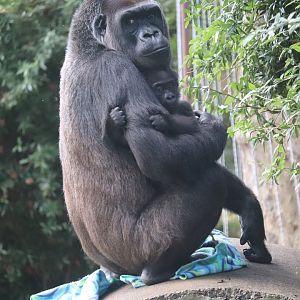 Great Ape House - Western Lowland Gorilla - Calaya - Zahra