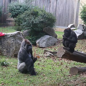 Great Ape House - Western Lowland Gorilla - Baraka - Moke
