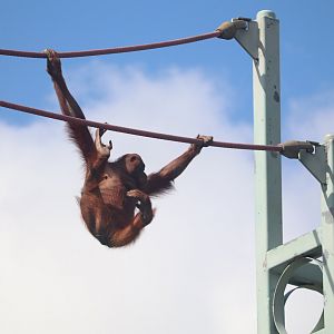 Great Ape House - Bornean Orangutan - Batang