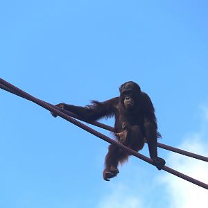 Great Ape House - Bornean Orangutan - Redd