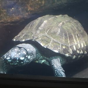 Reptile Discovery Center - Spotted Pond Turtle