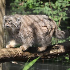 Claws & Paws Pathway - Pallas Cat