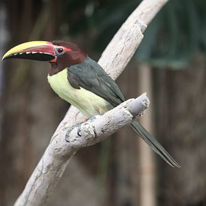 Amazonia - Green Aracari