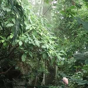 Amazonia - Rainforest View