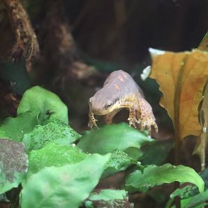 Amazonia - Eastern Red-Spotted Newt
