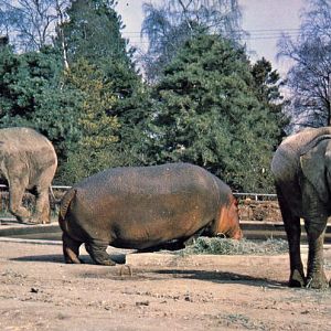 Elephants and Hippo 1980