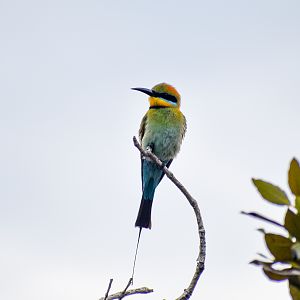 Rainbow Bee-eater