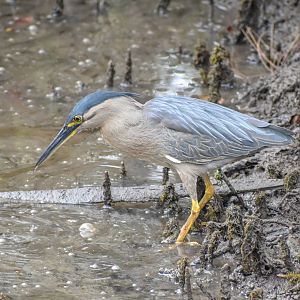 Striated Heron