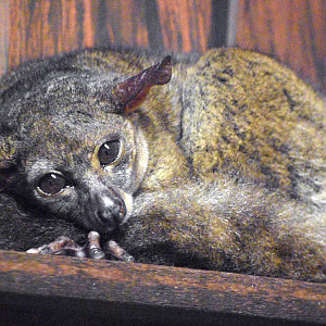 Sep. 2023 - Adventure Cove - Greater Bushbaby