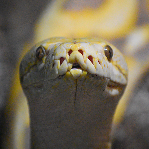 Sep. 2023 - Asia Quest - Reticulated Python