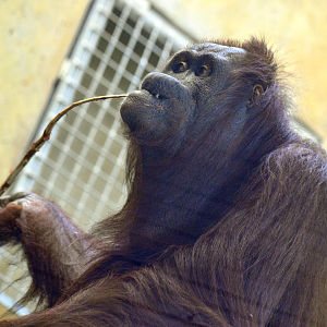 Sep. 2023 - Voyage to Australia & the Islands - Orangutan