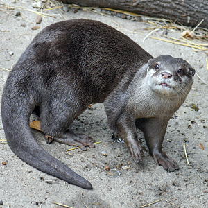 Sep. 2023 - Voyage to Australia & the Islands - Asian Small-clawed Otter