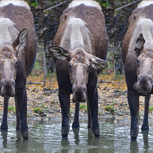 Sep. 2023 - North America - Moose