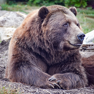 Sep. 2023 - Polar Frontier - Alaskan Brown Bear