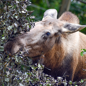 Sep. 2023 - North America - Moose