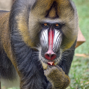 Sep. 2023 - Congo Expedition - Mandrill
