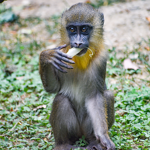 Sep. 2023 - Congo Expedition - Mandrill