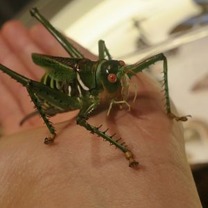 Greater Arid-Land Katydid (Neobarrettia spinosa)