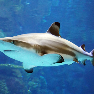 Sep. 2023 - Discovery Reef - Blacktip Reef Shark