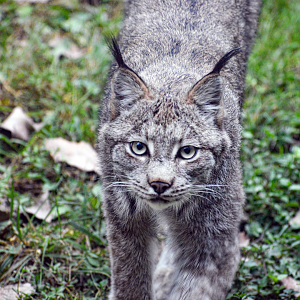 Sep. 2023 - North America - Canada Lynx