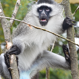 Sep. 2023 - Heart of Africa - Vervet Monkey