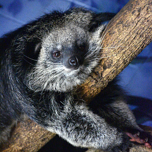 Sep. 2023 - Roadhouse - Bearcat