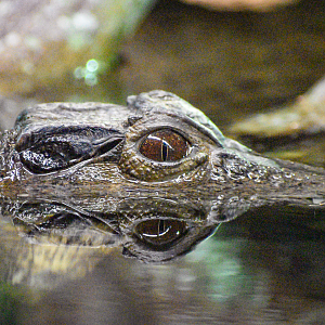 Sep. 2023 - Reptile House - Smooth-fronted Caiman