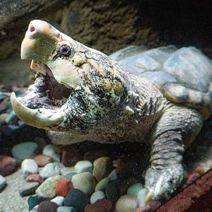 Sep. 2023 - Reptile House - Alligator Snapping Turtle