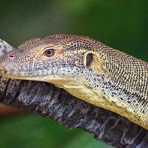 Sep. 2023 - Reptile House - Merten's Water Monitor