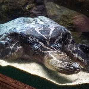 Sep. 2023 - Reptile House - Striped Narrow-headed Softshell Turtle