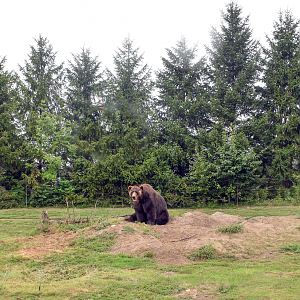 Sep. 2023 - Polar Frontier - Brown Bear Exhibit