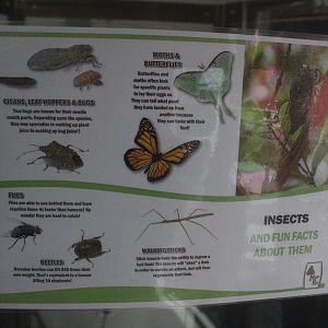 Signage about insects, Wildlife Foxton Trust