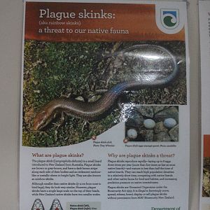 Signage about Plague Skink, Wildlife Foxton Trust