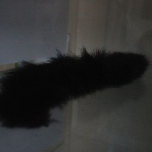 Tail of Common Brushtail Possum, Wildlife Foxton Trust